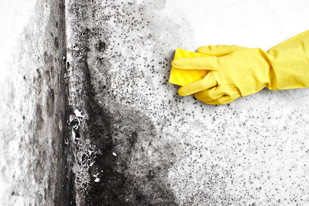 Best Emergency Mold Remediation in Soh Willard, UT