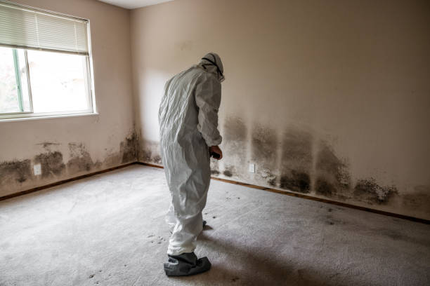 Reliable South Willard, UT Mold Remediation Solutions