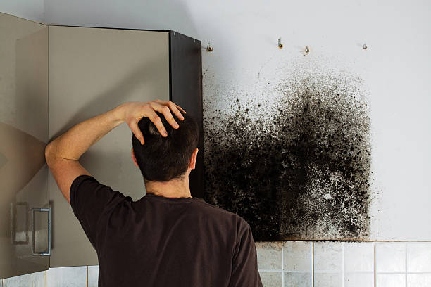 Best Residential Mold Remediation in Soh Willard, UT